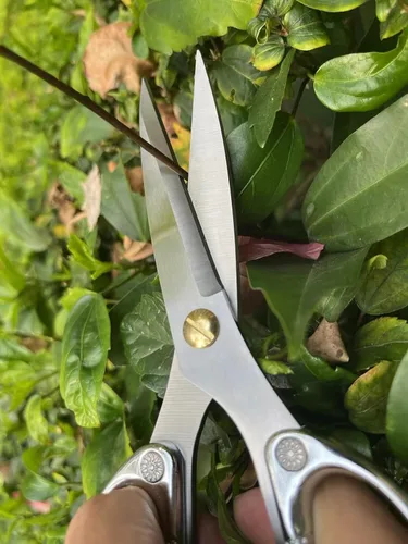 Miniatura 7 de Tijeras para plantas de interior, tijeras para recortar brotes, Japón SK5 Tijeras florales de acero inoxidable, flores, hierbas y cortadores