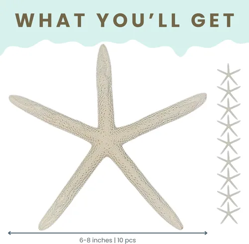 Miniatura 4 de Nautical Crush Trading Decoración de estrella de mar – Peces de estrella para manualidades – Paquete de 10 estrellas reales de mar blanco de 6-8