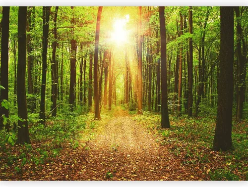 Miniatura 24 de artgeist Mural de pared premium Bosque púrpura, 79 x 55 pulgadas, papel tapiz no tejido, decoración de pared de vellón, impresión fotográfica