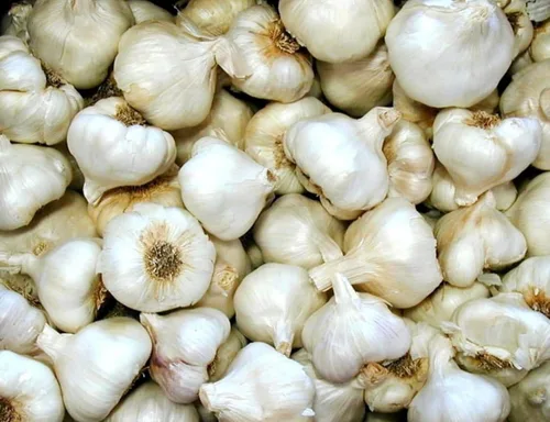 California Softneck - Bombillas de ajo para plantar, sin OMG, 6 unidades por Greenhouse PCA
