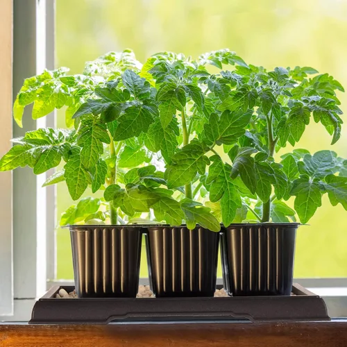 Miniatura 6 de Pinkunn 2 Piezas Bandeja de Humedad para Bonsái Bandeja de Goteo Plásticas Captador de Agua para Plantas Platillos para Interiores y Exteriores