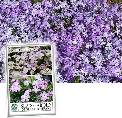 Mountain Phlox Semillas de flores, más de 1000 semillas de flores por paquete, sin OMG y semillas de reliquia, (semillas de jardín de Isla), nombre