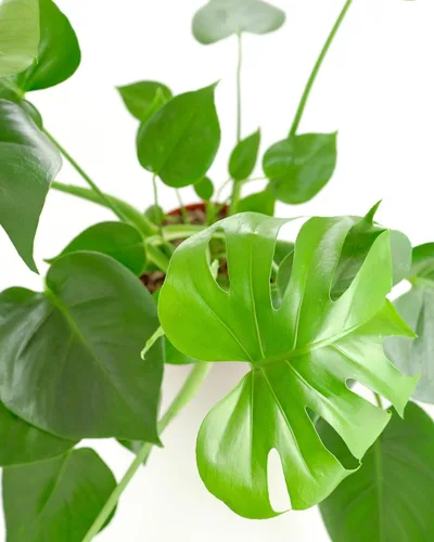 Miniatura 2 de Shop Succulents - Planta de Cerimán Monstera Deliciosa, planta de interior viva, planta de hojas divididas fácil de cultivar en maceta de cultivo