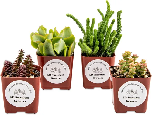 Live Crassula - Paquete variado de plantas suculentas, plantas bien enraizadas en macetas de 2 pulgadas, plantas de interior reales, pequeñas,