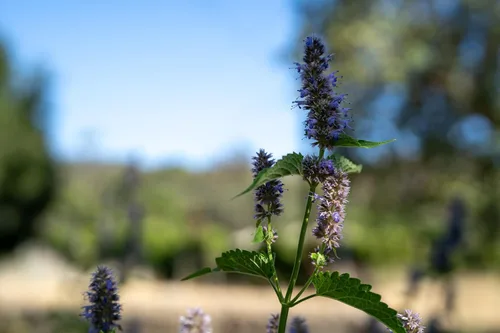 Miniatura 4 de Plant Good Seed Semillas de menta de regaliz coreano para plantar: hierba perenne, flores moradas - Paquete de 50 semillas Sweet Licorice-Scented