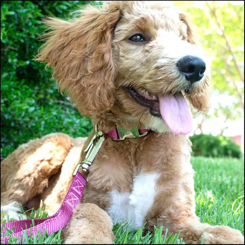 Miniatura 2 de Country Brook Petz - Collar de nailon para perro con hebilla de metal para razas pequeñas, medianas y grandes, más de 10 colores cálidos