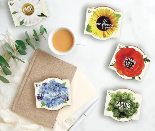 Miniatura 3 de BUZZY Seeds Daydream - Mini macetas de terracota con paquetes de semillas de margarita, juego de iniciación todo en uno con instrucciones medianas