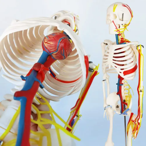 Miniatura 7 de EVOTECH SCIENTIFIC Mini modelo de esqueleto humano para anatomía, modelo de esqueleto humano de tamaño natural de 33.5 pulgadas, 1/2 con nervios
