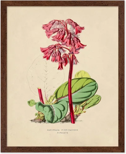 Miniatura 10 de Poster Master Póster Vintage de Plantas Cultivadas - Impresión Botánica Retro - Arte de Flores - Arte de Plantas - Regalo para Hombres y Mujeres