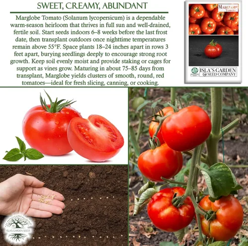 Miniatura 5 de Semillas de tomate Marglobe (Solanum lycopersicum) – Más de 500 semillas sin OMG y reliquias de Isla's Garden Seeds, variedad roja clásica con rico