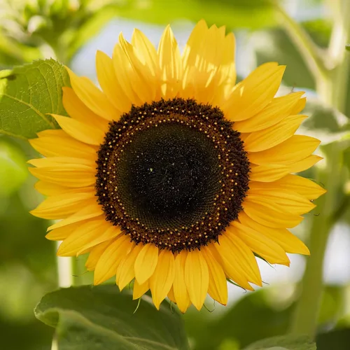 Miniatura 33 de Eden Brothers Semillas de girasol - Autumn Beauty