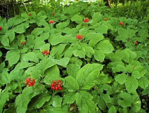 Miniatura 5 de 50 Semillas Ginseng Americano Semillas Preciosos Materiales Medicinales Ginseng Salvaje