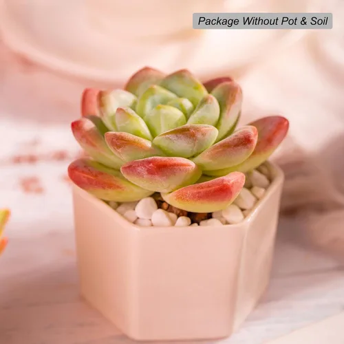 Miniatura 2 de Echeveria - Plantas suculentas vivas raras de color verde hielo, planta viva rosa de 1 cabeza de 3.5 pulgadas, paquete sin maceta y tierra