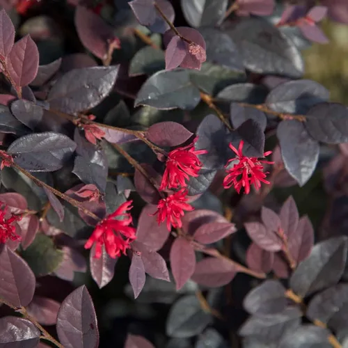 Miniatura 2 de Arbusto de diamante rojo Loropetalum de 2 galones de Southern Living