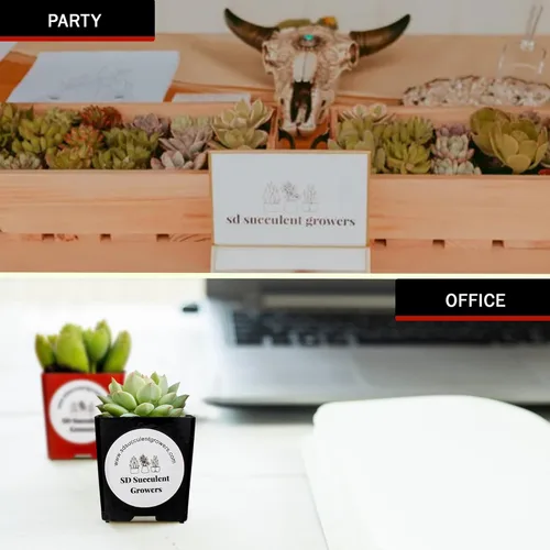 Miniatura 4 de Paquete misterioso de plantas suculentas vivas, variedad de plantas bien enraizadas en macetas de 2 pulgadas, plantas de interior reales, pequeñas