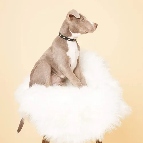 Miniatura 5 de SCAMPER & CO Collar de perro chapado en oro amarillo de 18 quilates con hebilla chapada en oro amarillo de 18 quilates, collar de perro con corazón