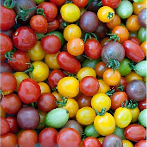 Rainbow Cherry Mix - Semillas de tomate (más de 20 semillas) | Sin OGM | Semillas de flores de hierbas y frutas vegetales para plantar | Paquete de