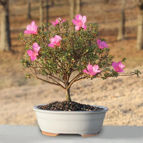 Miniatura 5 de Brussel's Bonsai Live Satsuki Azalea - Árbol bonsái floreciente - Grande, 8 años de edad, 10 a 14 pulgadas - Maceta de cerámica para bonsái
