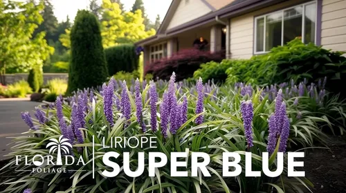 Miniatura 3 de Super Blue Liriope 3 plantas vivas Liriope Muscari Ideal para bordes y cobertura del suelo Resistente y de bajo mantenimiento