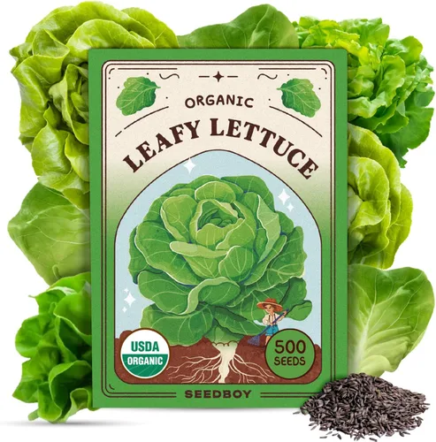 Miniatura 12 de Seedboy Semillas orgánicas de tomate Beefsteak arcoíris para plantar en interiores y exteriores, paquete de semillas de vegetales sin OMG