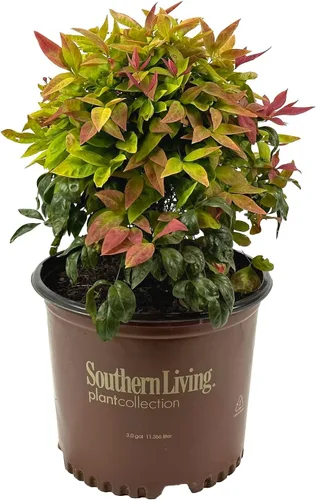Blooming & Beautiful - Blush Pink Nandina - 3 gal - Southern Living - Arbusto de hoja perenne enana - Follaje de color rosa - Compacto de bajo