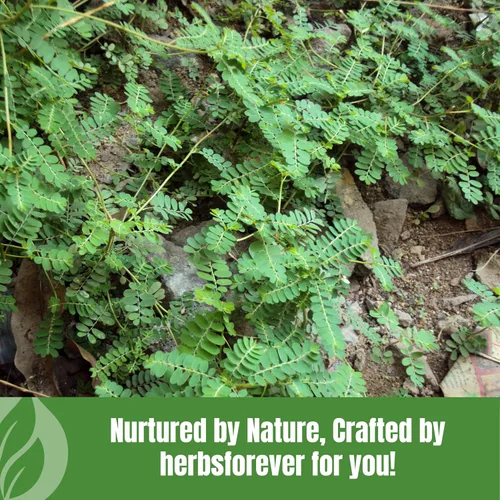 Miniatura 9 de HerbsForever Bhumi Amalaki Powder Phyllanthus Niruri Hierba ayurvédica para el bienestar, desintoxicación y vitalidad Sin OMG, vegano, sin