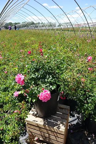 Miniatura 5 de Planta viva de Green Promise Farms Flower Carpet Roses ROSA `FLOWER CARPET PINK` Pink Flower Arbusto #2 Tamaño Contenedor Rosa