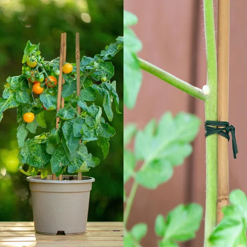 Miniatura 5 de 50 estacas para plantas, estacas de bambú natural, estacas de jardín para plantas de interior y exterior, palos POLIUMB para tomates, frijoles