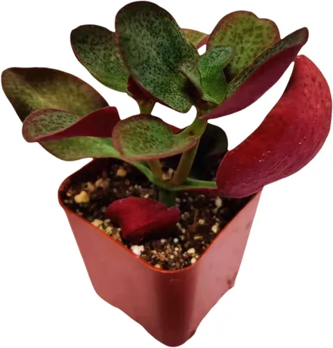 Miniatura 23 de Plantas de cactus suculentas vivas de USKC (maceta de 2 pulgadas) (Adromischus Maculatus)