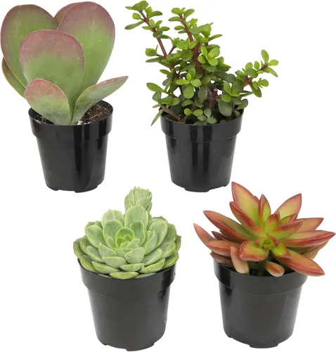 Miniatura 15 de Altman Plants, Plantas suculentas vivas (4 unidades), regalos para amantes de las plantas suculentas, plantas de interior vivas en tierra