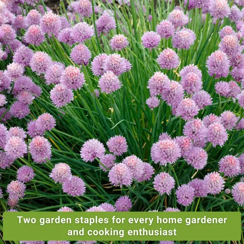 Miniatura 3 de Sow Right Seeds - Colección de semillas de cebollino para plantar - Variedades comunes y de ajo sin OMG - Ideal para plantar al aire libre