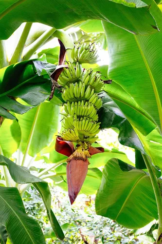 Miniatura 5 de Banana Tree Dwarf Cavendish (paquete de 4) Planta de plátano vivo a la venta Plantas fáciles de cultivar Planta frutal comestible. Cultiva tu