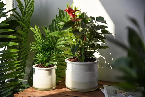 Miniatura 2 de Phoenix Vine Macetas de riego automático de 6 pulgadas y 4 pulgadas, macetas de terracota blanca de diseño para plantas, macetas de terracota Blanco