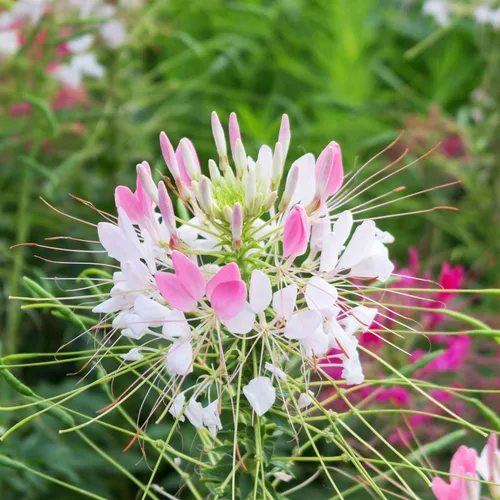 Miniatura 4 de Eden Brothers Cleome Seeds - Cherry Queen