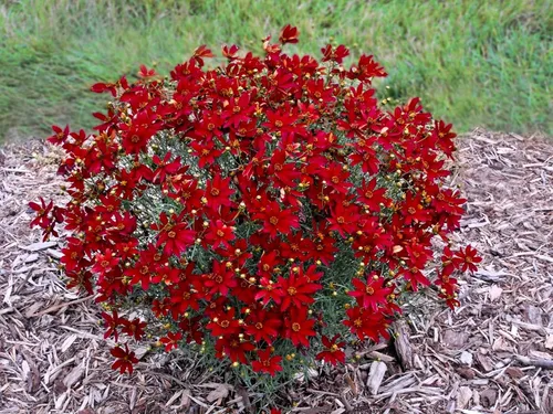 Miniatura 36 de Guardería Greenwood: Plantas Perennes Vivas - Rosa de Bath + Dianthus Gratianopolitanus - [Cantidad: 1x Maceta de Pinta]