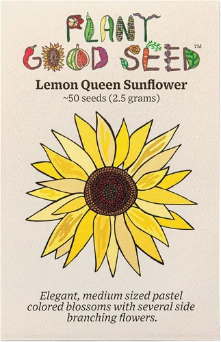 Miniatura 12 de Plant Good Seed Semillas de girasol orgánicas Double Goldy F1 – Paquete de 50, semillas tradicionales para plantar flores, suministros