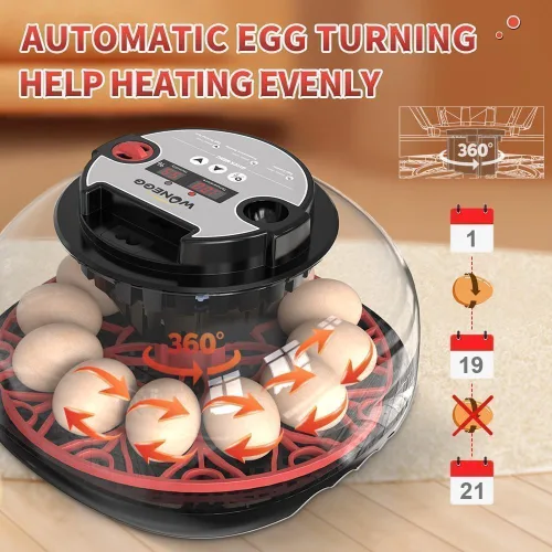 Miniatura 4 de Incubadora Digital de 12 Huevos con Volteador Automático de Huevos, Control de Humedad y Ovoscopio LED para Incubar Pollos, Patos, Codornices y Más