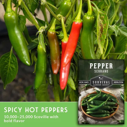 Miniatura 3 de Semillas de pimiento serrano mexicano para plantar Semillas de chile picante fresco y pimiento verde – Variedad tradicional sin OMG para salsa