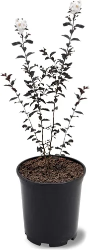 Miniatura 13 de American Plant Exchange Black Diamond Shell Pink Crape Myrtle Tree Live, maceta de 1 galón, 1-1.5 pies de alto, flores rosas vibrantes, tolerantes a