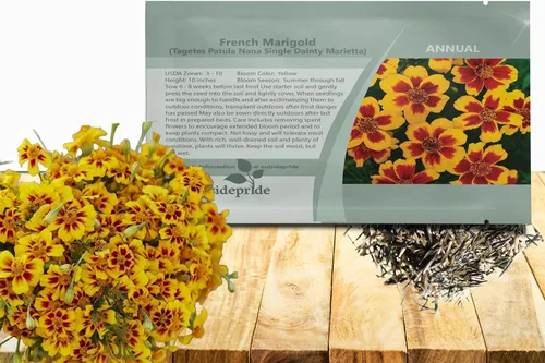 Miniatura 10 de Outsidepride 100 semillas anuales Tagetes Patula Francesa Marigold Amber Glow Garden Flower Seeds para plantar
