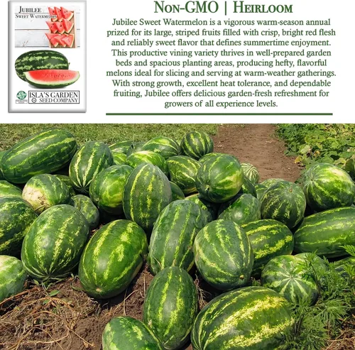 Miniatura 3 de Semillas de sandía dulce Jubilee (Citrullus lanatus) – Más de 50 semillas sin OMG y reliquias de Isla's Garden Seeds, melones grandes oblongos