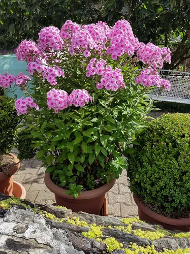 Miniatura 8 de 10 Tall Garden Phlox Paniculata Mixed Colors 'New Hybrids Mix' Flower Seeds