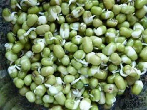 Miniatura 6 de Semillas de mezcla de proteínas de Peyton's para germinar microverdes, 8 onzas, marca "COOL BEANS n SPROUTS", un superalimento lleno