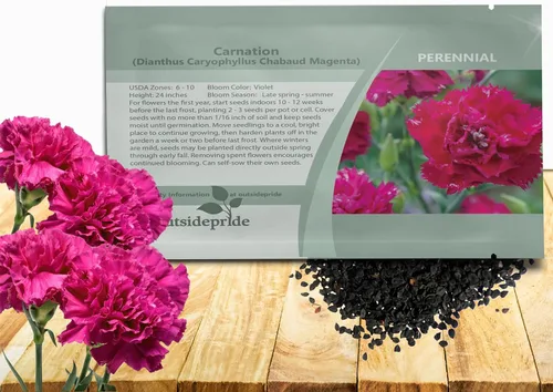 Outsidepride Semillas de clavel magenta – 2000 piezas de semillas de flores perennes, fáciles de cultivar para plantar con flores fragantes, ideales