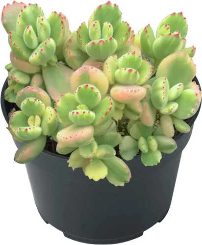 Miniatura 13 de Cotyledon Pendens de 4 pulgadas, suculenta viva completamente enraizada en macetas con mezcla de tierra, planta doméstica rara para la decoración