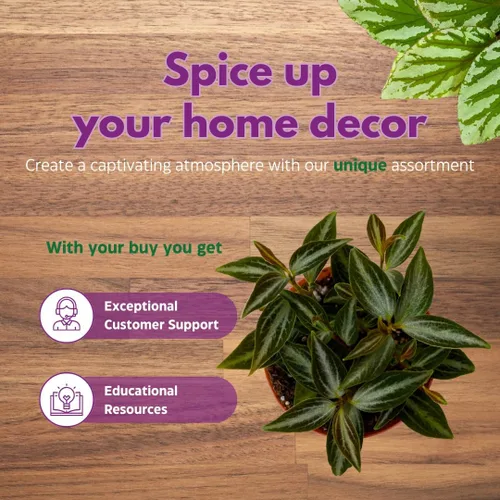 Miniatura 7 de BubbleBlooms Surtido de Peperomia, 6 peperomias diferentes en macetas de 2 pulgadas Grower's Choice