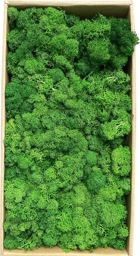 Miniatura 8 de Musgo artificial preservado de 1.1 libras para plantas en maceta, musgo verde fresco natural para manualidades, musgo artificial, orquídea floral