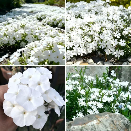 CarpetC - Más de 1000 semillas de Phlox blancas para plantar, flores de verano fragantes de hoja perenne rastreras Phlox subulata, cubierta del