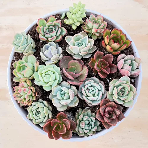 Miniatura 2 de Sprout N Green 1 surtido de suculentas con raíz, colección de plantas vivas, sin maceta, ideal para jardinero principiante, proyectos de bricolaje