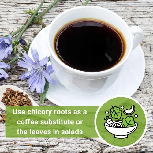 Miniatura 6 de Sow Right Seeds - Semillas de flores de achicoria para plantar - Semillas de reliquia sin OMG con instrucciones para cultivar - Flores silvestres